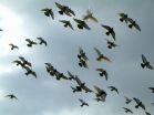 Pigeon chain of command aids navigation