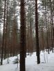 Pine forest particles appear out of thin air, influence climate 2