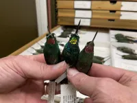 Pink + pink = gold: hybrid hummingbird’s feathers don’t match its parents