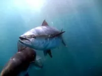 Pioneering research method reveals bluefin tuna’s fate 2