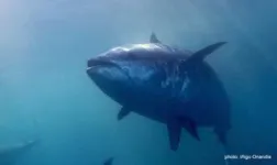 Pioneering research method reveals bluefin tuna’s fate 3