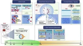 Pioneering study indicates a potential treatment for corneal endothelial disease, reducing the need for corneal transplants