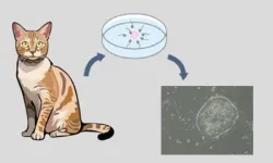 Pioneering work generates feline embryonic stem cells in boon for cats