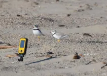 Piping plovers breed less and move more in the northern great plains