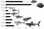 Piranha kin wielded dental weaponry even T. rex would have admired