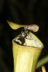 Pitcher plant uses power of the rain to trap prey