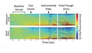 Pitt team finds teen brains over-process rewards, suggesting root of risky behavior, mental ills