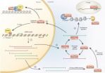 PIWI proteins and piRNAs regulate genes in the germline and beyond