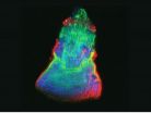 Planaria deploy an ancient gene expression program in the course of organ regeneration