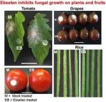 Plant biologists identify promising new fungicides 2