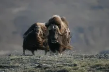 Plant green-up and herbivory in Greenland