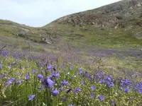 Plant green-up and herbivory in Greenland 2