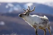 Plant green-up and herbivory in Greenland 3