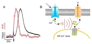 Plant guard cells can count environmental stimuli