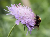 Plant provenance influences pollinators