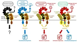 Plant receptors that control immunity and development share a common origin