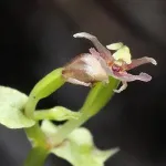 Plant’s name-giving feature found to be new offspring-ensuring method 3