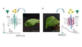 Plant signaling pathways decoded