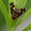 Plant sniffs out danger to prepare defenses against pesky insect