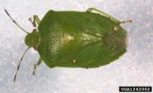 Planting cotton early may mean less stink bug damage