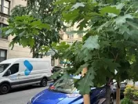 Planting some tree species may worsen, not improve, NYC air, says new study 2