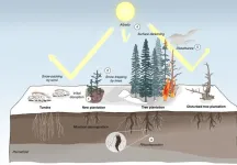 Planting trees in the Arctic could make global warming worse, not better, say scientists