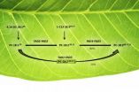 Plants oil-desaturating enzymes pair up to channel metabolites