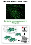 Plants restrict use of “Tipp-Ex proteins” 2