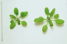 Plants transformed into detectors of dangerous chemicals