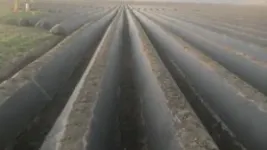 Plastic mulch is contaminating agricultural fields 2