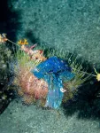 Plastic pollution on coral reefs increases with depth and mostly comes from fishing activities, Nature study finds