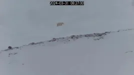 Polar bear cubs emerging from their dens for the first time: New study captures rare footage