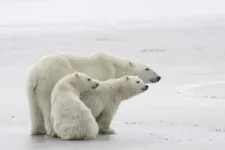 Polar bear population decline the direct result of extended ‘energy deficit’ due to lack of food 2