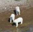 Polar bears cant eat geese into extinction