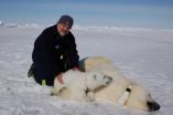 Polar bears no longer on thin ice: researchers say polar bears could face brighter future