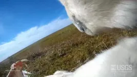 Polar bears unlikely to adapt to longer summers