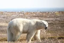 Polar bears unlikely to adapt to longer summers 2