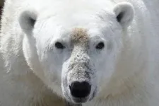 Polar bears unlikely to adapt to longer summers 3