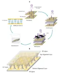 Polarization-independent liquid-crystal phase modulators