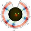 Pollen cells keep memory to control jumping genes