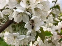 Pollination by more than one bee species improves cherry harvest 2