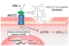 Polyphenols may be missing component in regulating inflammatory immune responses