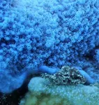 Polyps as pixels: innovative technique maps biochemistry of coral reefs