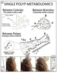 Polyps as pixels: innovative technique maps biochemistry of coral reefs 2