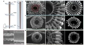 PolyU research unveils mechanoelectrical perception in sea urchin spines, empowering next-generation biomimetic sensors 3