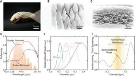 PolyU researchers develop nature-inspired advanced materials to achieve 99.6% solar reflectivity 2