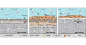 PolyU researchers introduce biomineralisation as a sustainable strategy against microbial corrosion in marine concrete 2