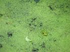 Pond-dwelling powerhouse's genome points to its biofuel potential 2