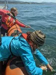 Poop and prey help researchers estimate that gray whales off Oregon Coast consume millions of microparticles per day