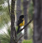 Population of critically endangered Bahama Oriole is much larger than previously thought